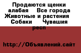 Продаются щенки алабая  - Все города Животные и растения » Собаки   . Чувашия респ.